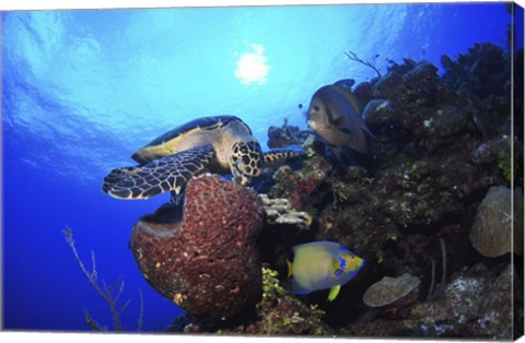 Framed Hawksbill Sea Turtle eating, Castle Wall, Grand Cayman Print