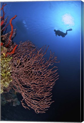 Framed Gorgonian sea fan, Cayman Islands Print