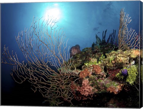 Framed Gorgonian Sea Fans on Cayman&#39;s North Wall, Grand Cayman Print