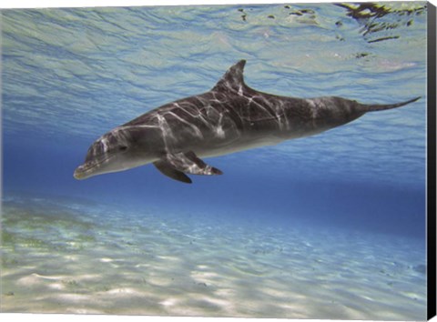 Framed Bottlenose dolphin swimming the Barrier Reef, Grand Cayman Print