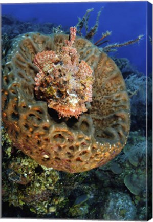 Framed Scorpionfish hiding in a barrel sponge Print