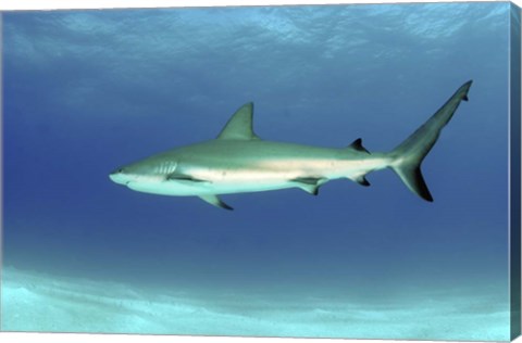 Framed Caribbean reef shark, Nassau, The Bahamas Print