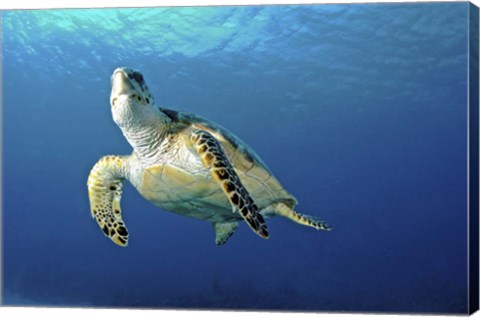 Framed Hawksbill sea turtle ascending, Nassau, The Bahamas Print