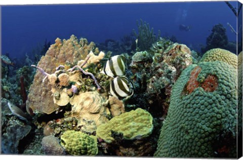 Framed Pair of banded butterflyfish roaming the reef, Nassau, The Bahamas Print