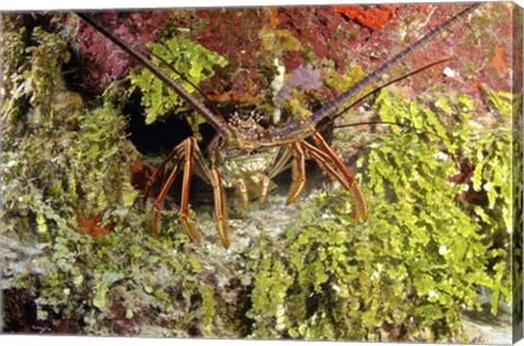 Framed Spiny lobster hiding in the reef, Nassau, The Bahamas Print