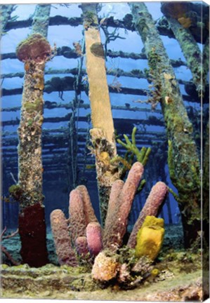 Framed Tube sponges on the Wreck of the Willaurie, Nassau, The Bahamas Print