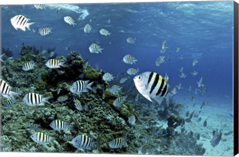 Framed School of sergeant major fish, Nassau, The Bahamas Print