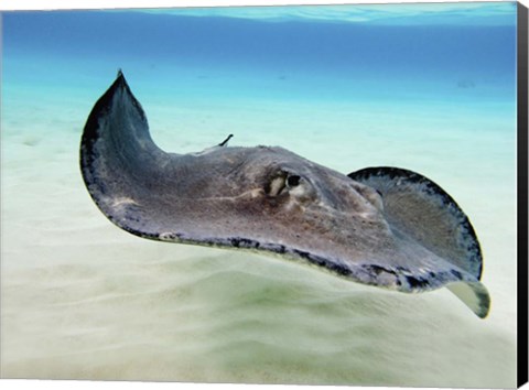 Framed Female Southern Atlantic Stingray, Grand Cayman Print