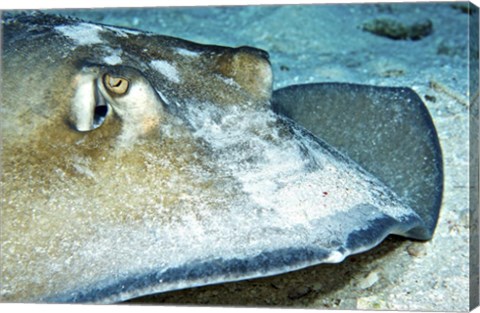 Framed Close-up view of a Female Southern Atlantic Stingray Print