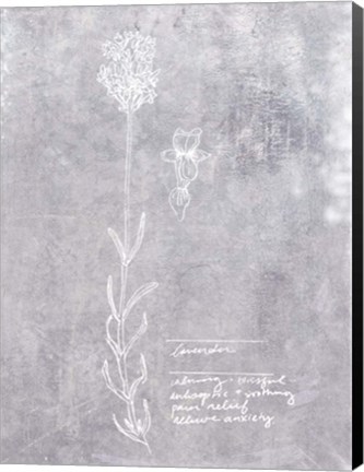 Framed Essential Botanicals II Print