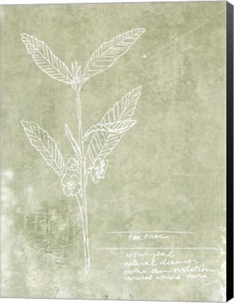 Framed Essential Botanicals IV Print