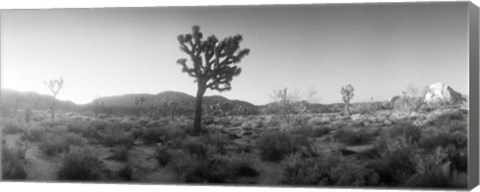 Framed Joshua trees in a desert at sunrise, Joshua Tree National Park,California Print