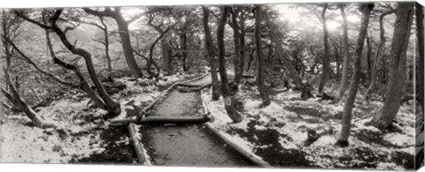 Framed View of a trail through the trees of Tierra del Fuego National Park, Patagonia, Argentina Print