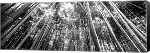 Framed Low angle view of bamboo trees, Arashiyama, Kyoto, Japan Print