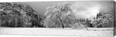 Framed Snow covered oak tree in a valley, Yosemite National Park, California Print