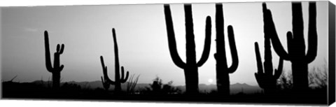 Framed Silhouette of Saguaro cacti, Saguaro National Park, Tucson, Arizona Print