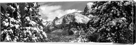 Framed Snowy trees in winter, Yosemite Valley, Yosemite National Park, California Print