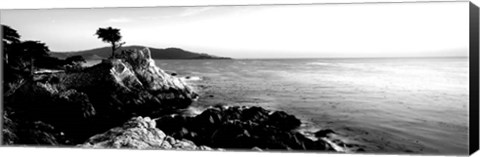 Framed Lone Cypress Tree, 17-Mile Drive, Carmel, California Print