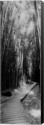 Framed Trail in a bamboo forest, Hana Coast, Maui, Hawaii Print