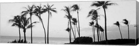 Framed Silhouette of palm trees at dusk, Hawaii Print