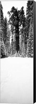 Framed General Sherman trees in a snow covered landscape, Sequoia National Park, California Print