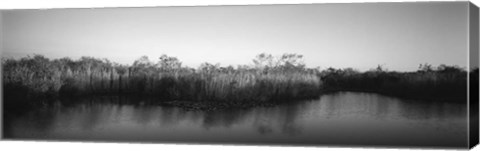 Framed Tall grass at the lakeside, Anhinga Trail, Everglades National Park, Florida Print