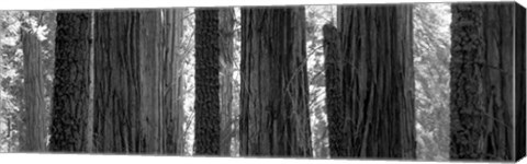 Framed Sequoia Grove Sequoia National Park California USA Print