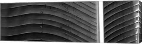 Framed Water drops on a palm leaf, Hawaii Print