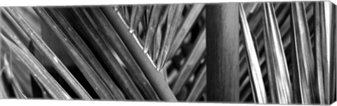 Framed Detail of palm leaves, Hawaii Islands, Hawaii Print