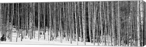 Framed Aspen trees in a forest, Chama, New Mexico Print