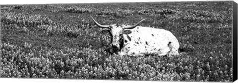 Framed Texas Longhorn Cow Sitting On A Field, Hill County, Texas Print