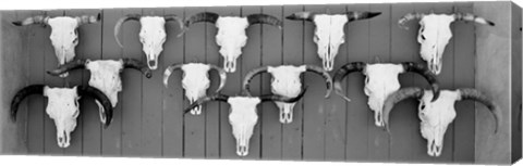 Framed Cow skulls hanging on planks, Taos, New Mexico Print