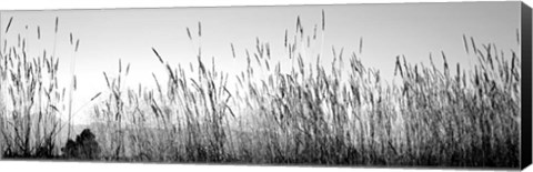 Framed Tall grass in a national park, Grand Teton National Park, Wyoming Print