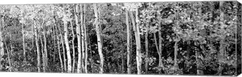 Framed Aspen and Black Hawthorn trees in a forest, Grand Teton National Park, Wyoming BW Print