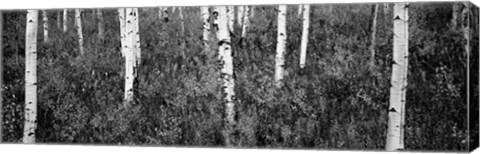 Framed Aspen trees in a forest, Shadow Mountain, Grand Teton National Park, Wyoming Print