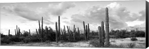 Framed Cardon cactus plants in a forest, Loreto, Baja California Sur, Mexico Print