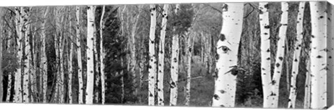 Framed Aspen and Conifers trees, Granite Canyon, Grand Teton National Park, Wyoming Print