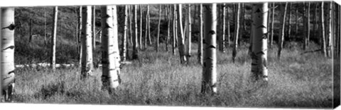 Framed Aspen trees growing in a forest, Grand Teton National Park, Wyoming Print