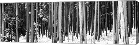 Framed Lodgepole Pines and Snow Grand Teton National Park WY BW Print