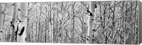 Framed Aspen trees in a forest BW Print