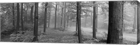 Framed Chestnut Ridge Park, Orchard Park, NY Print