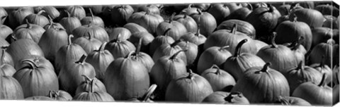 Framed Pumpkins in a field, Vermont Print