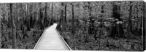 Framed Boardwalk passing through a forest, Congaree National Park, South Carolina Print