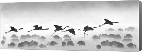 Framed Flamingos landing, Kenya BW Print