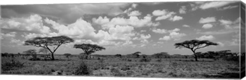 Framed Acacia trees on a landscape, Lake Ndutu, Tanzania Print