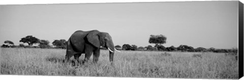 Framed Elephant Tarangire Tanzania Africa Print