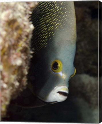 Framed French angelfish, West Palm Beach, Florida Print