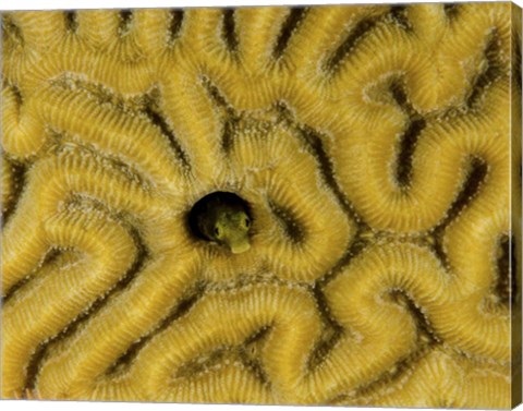 Framed Small blenny in brain coral, Curacao Print