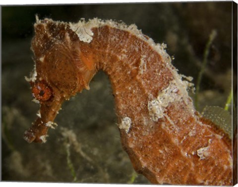 Framed Close-up view of an Orange Seahorse Print