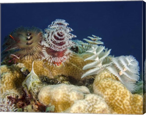 Framed Multiple Christmas Tree worms, Curacao Print